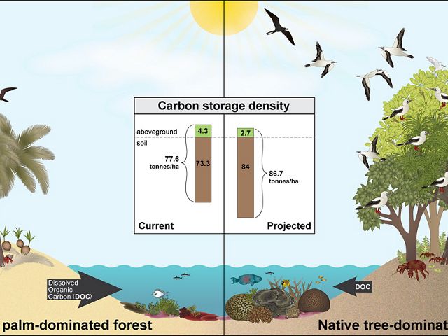 Graphic showing a comparison of carbon storage density between palm forests (77.6 tonnes per hectare) and native forests (projected 86.7 tonnes per hectare) on Palmyra Atoll.