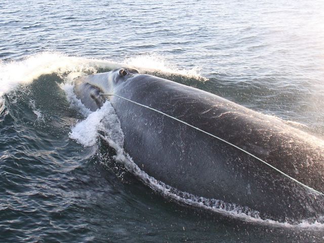 A North Atlantic Right Whale is seen entangled as it surfaces to take a breath.