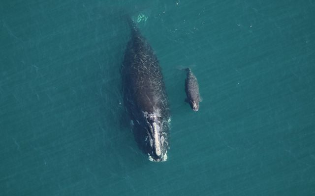 A mother and calf North Atlantic Right Whale swim side-by-side apparently free of entanglements.