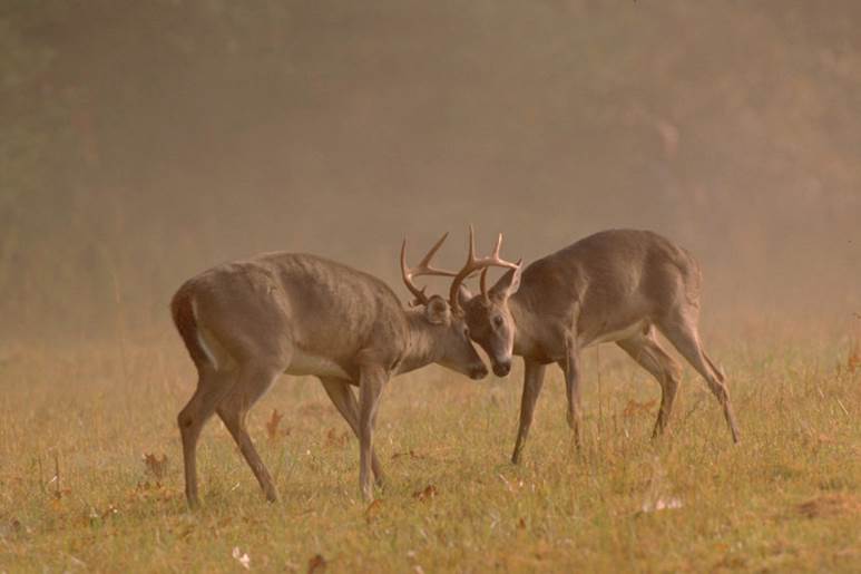 two male deer sparring with antlers locked
