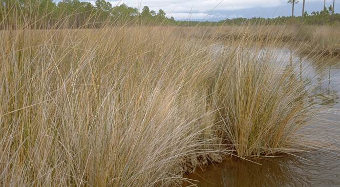 Intertidal marsh at Grand Bay Savanna in Mississippi/Alabama, United States. 
