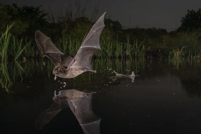 a bat flies just over the surface of water at night.