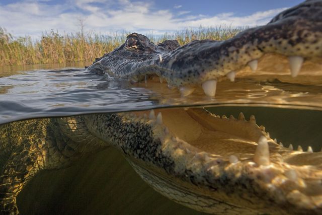 A closeup of an alligator floating in the water with its mouth open.