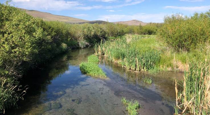 A stream meandering through willow plants with foothills in the distance.