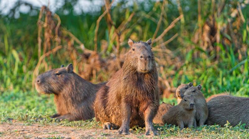 group of capybara