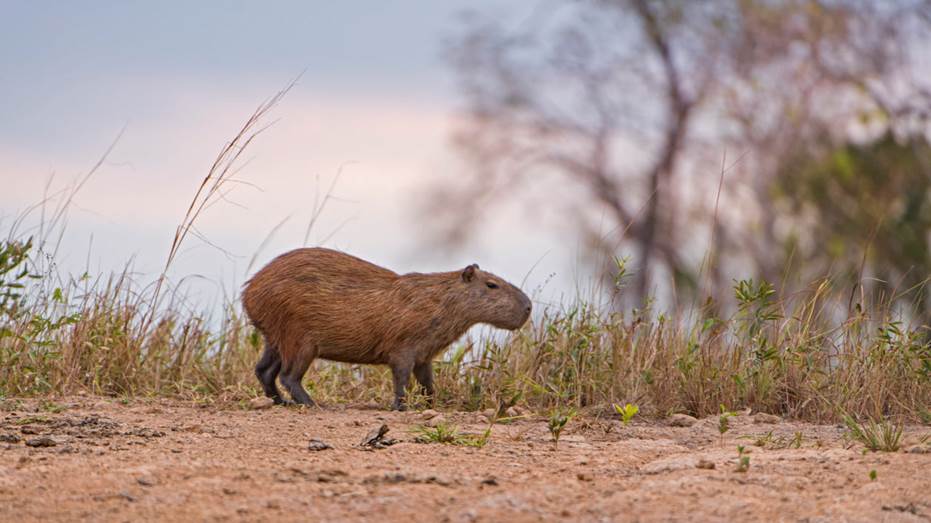 capybara on land