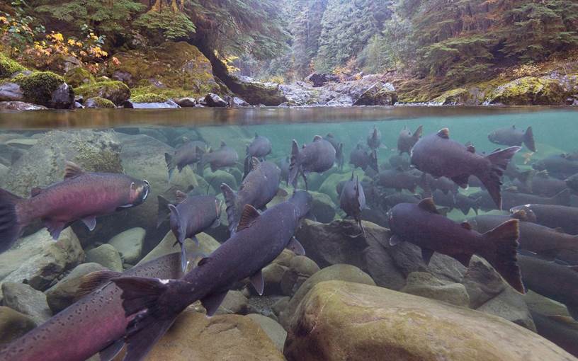 Underwater photo of Coho salmon in a river.