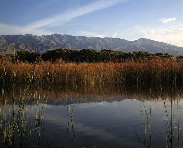 Photo of wetlands at a palm oasis in California.