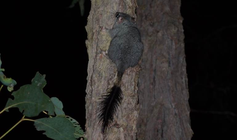 small grey animal with fluffy black tail climbs a tree trunk