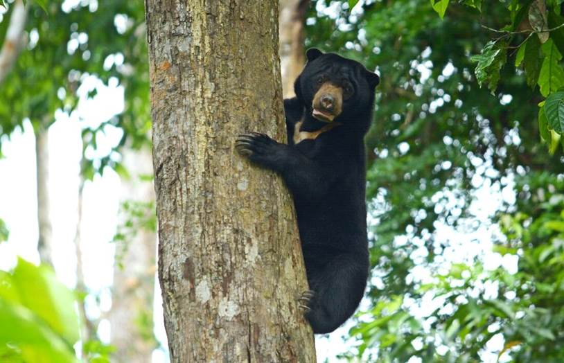 bear up a tree
