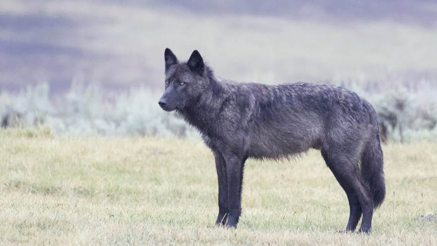black wolf standing in low grass looking off into the distance