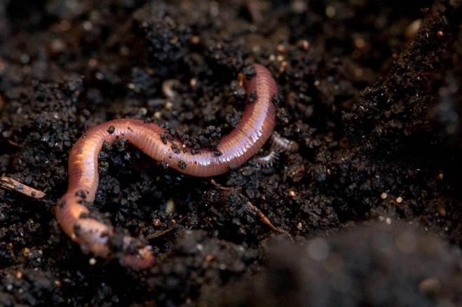 earthworm in soil