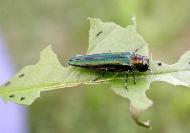 An emerald ash borer sitting on top of a leaf.