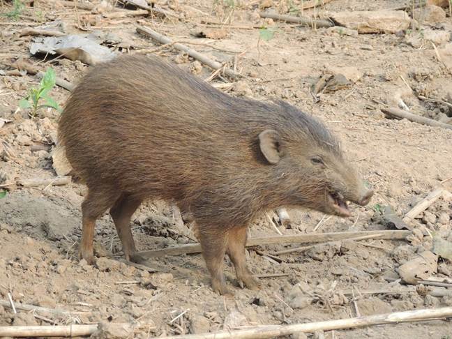 Small brown pig on the ground