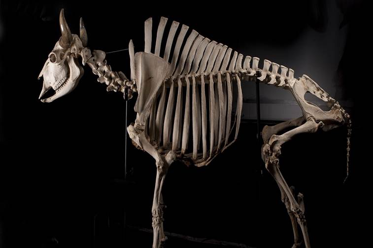 skeleton of a bison against a black background