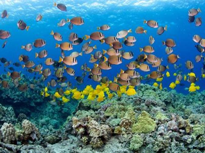 Schools of brightly colored tropical fish swim among coral reefs in the clear waters of Hawaii.