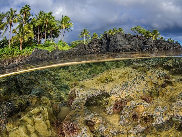 Split view above and under water showing corals below the surface and palm trees along the Maui coast.