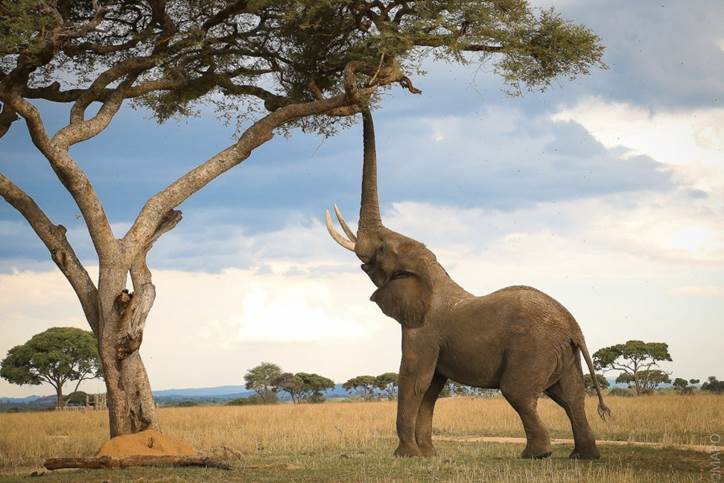 An elephant with its trunk up to a tree
Description automatically generated