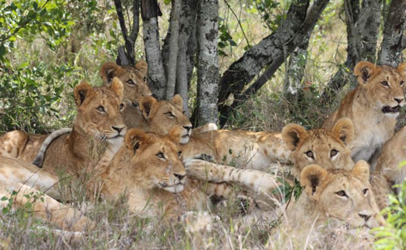 A group of lions lying in the grass
Description automatically generated