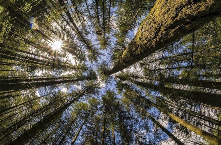 view of a forest from the ground looking towards the sky