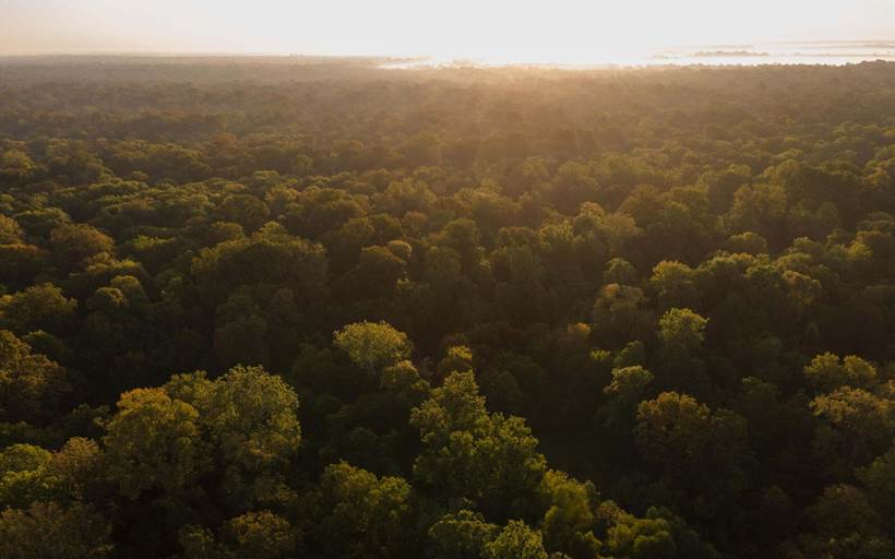 aerial view of a forest with the sun rising