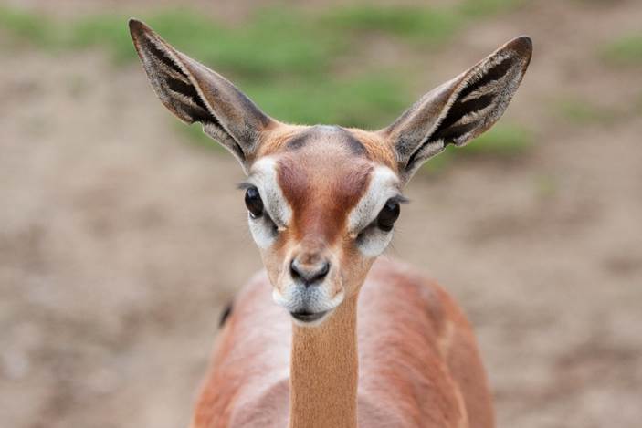 head of a deer with large ears