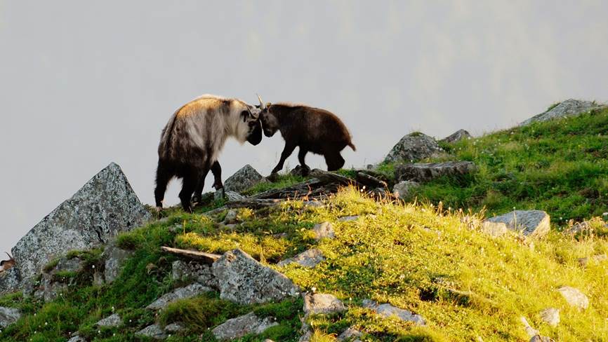 two ungulates fighting