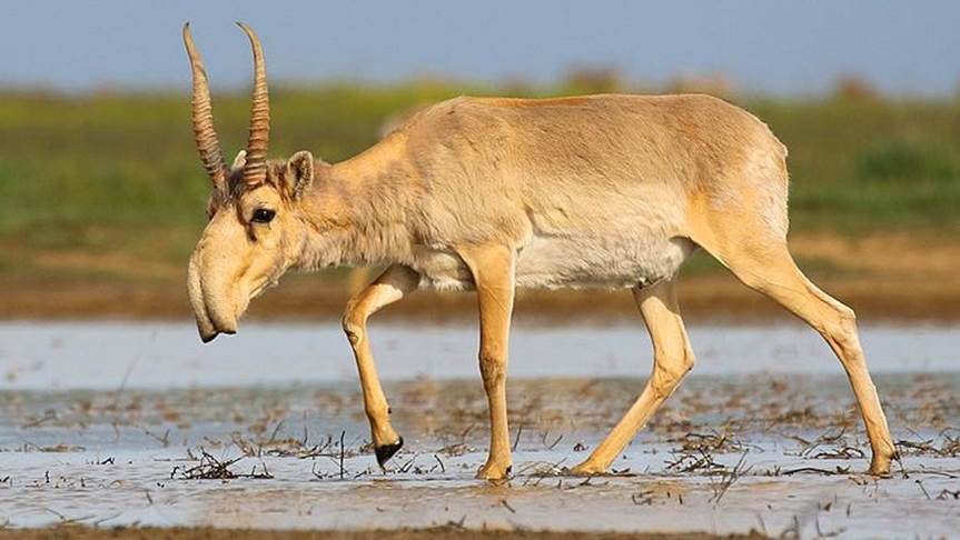 deer like animal with large nose walking in shallow water