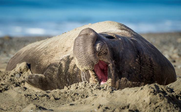 large seal with prominent nose on the sand with its mouth open