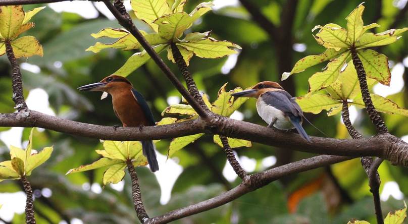 Sihek – an endangered bird recently returned to the wild – have laid eggs on their new Pacific island home at Palmyra Atoll.