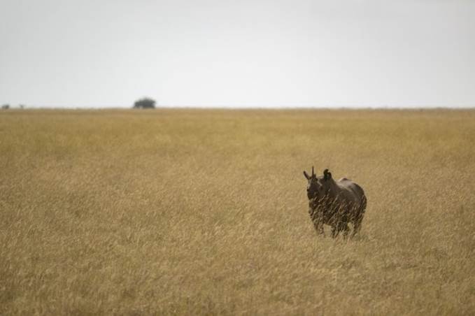 A rhino stands in a grassland. 