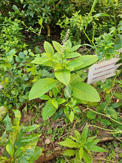 绿色的植物
AI 生成的内容可能不正确。