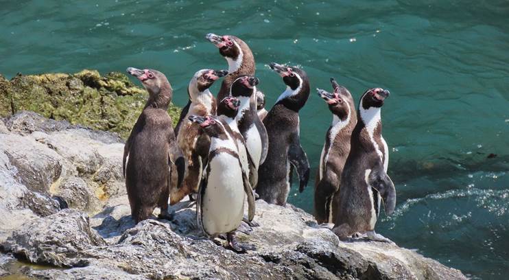 Humboldt penguins standing near the water.