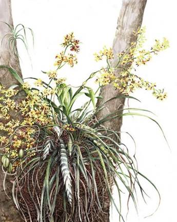 An illustration of a bee swarm orchid