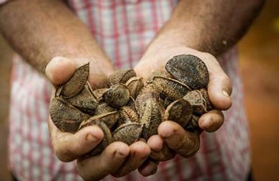 Hands hold many walnuts.