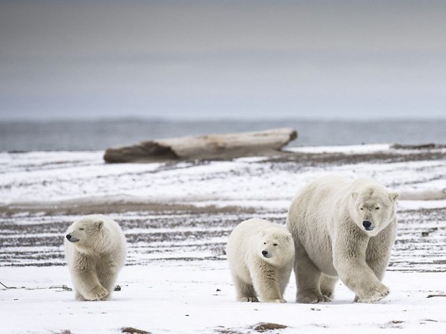 An adult polar bear walks with its two cubs along an icy landscape.