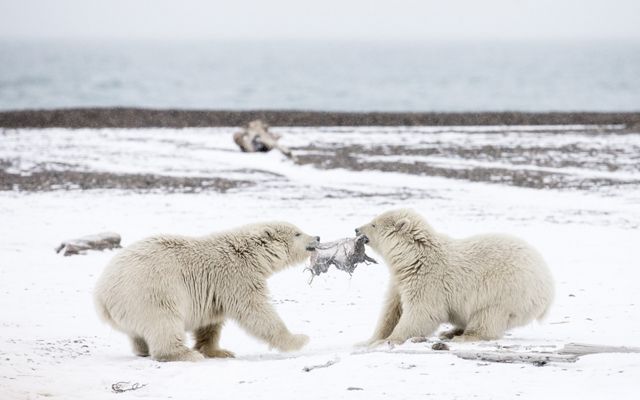 Two polar bear cubs play tug of war with a piece of sealskin.