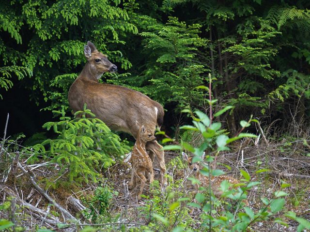 A mother Sitka black-tailed deer stands in a forest with her fawn at her heel.