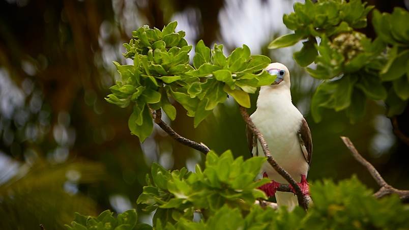 Red-footed booby (White bird with red webbed feet) perched on the branch of a native Pacific atoll rainforest tree with green leaves.