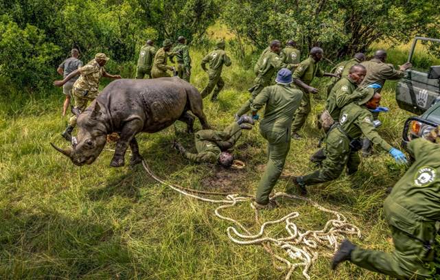 A Kenya Wildlife Service team scatters as a sedated rhino wakes and takes off. 