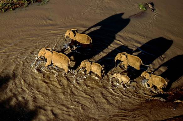A group of elephants crosses a river.