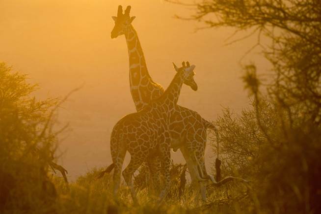 Two giraffes on a misty early morning.