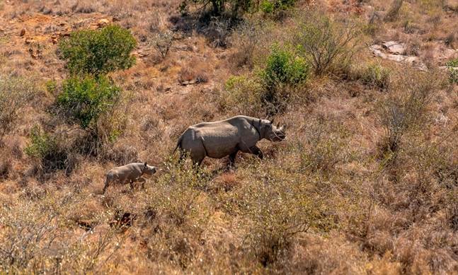 A mother rhino and her calf cross a grassy space.