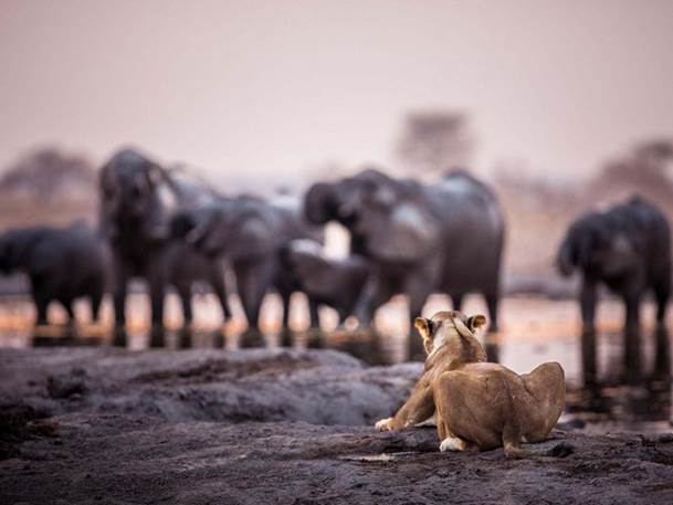 A lioness looks out on a group of elephants drinking from a watering hole. 