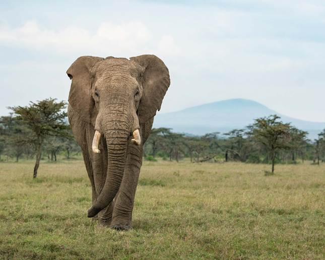 Head-on picture of an elephant with a large hill  and trees in the background