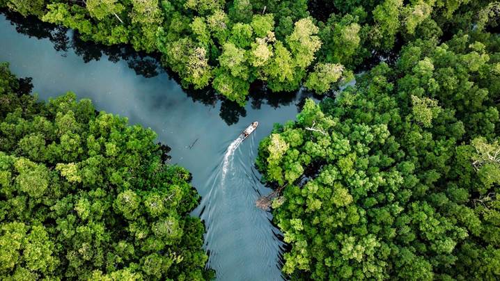 Drone photo of an outboard motor within a mangrove forest.
