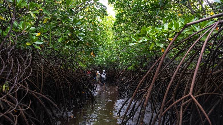 A group of women walking through a mangrove forest.
