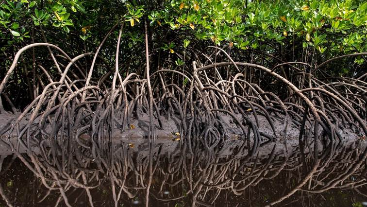 A head-on view of mangrove roots curling into the water.