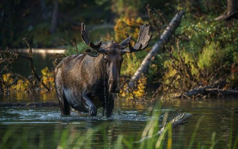 A moose treads through water running through a forest.