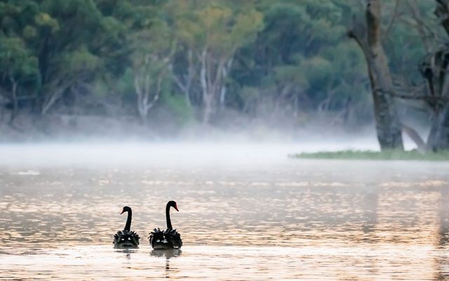 Two mute swans float in fog along the Murray River.
